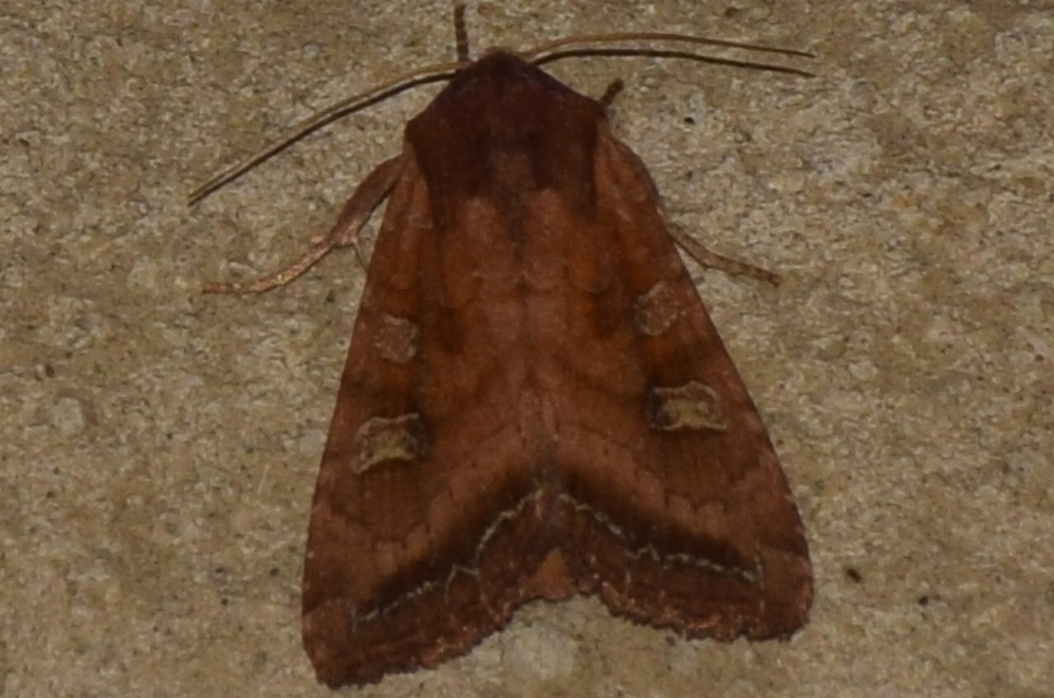 Lacanobia splendens - mocsári kertibagoly
