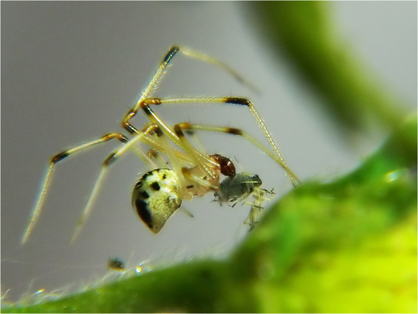 Heterotheridion nigrovariegatum - fehér törpepók