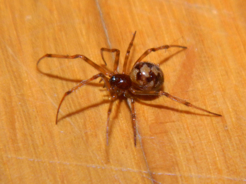 Steatoda triangulosa - háromszöges faggyúpók