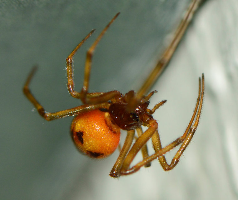 Steatoda triangulosa - háromszöges faggyúpók