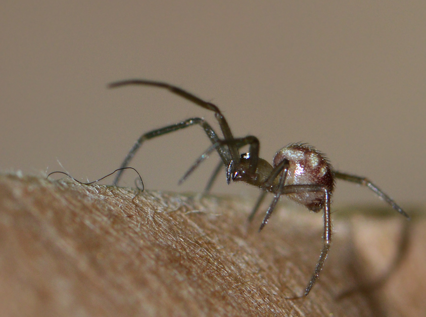 Steatoda