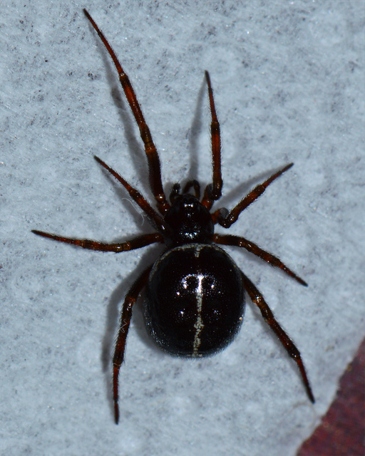 Steatoda bipunctata - kétpettyes faggyúpók