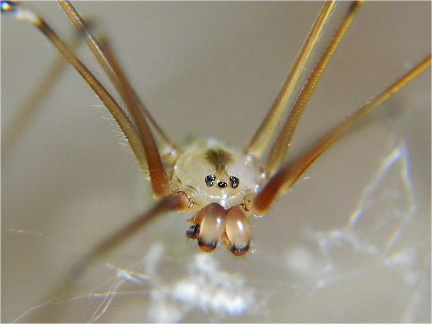 Pholcus phalangioides - nagy álkaszáspók