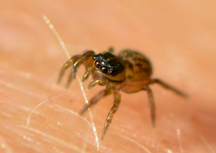 Euophrys frontalis - háromszöges ugrópók
