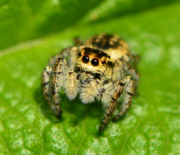 Carrhotus xanthogramma - rozsdás ugrópók