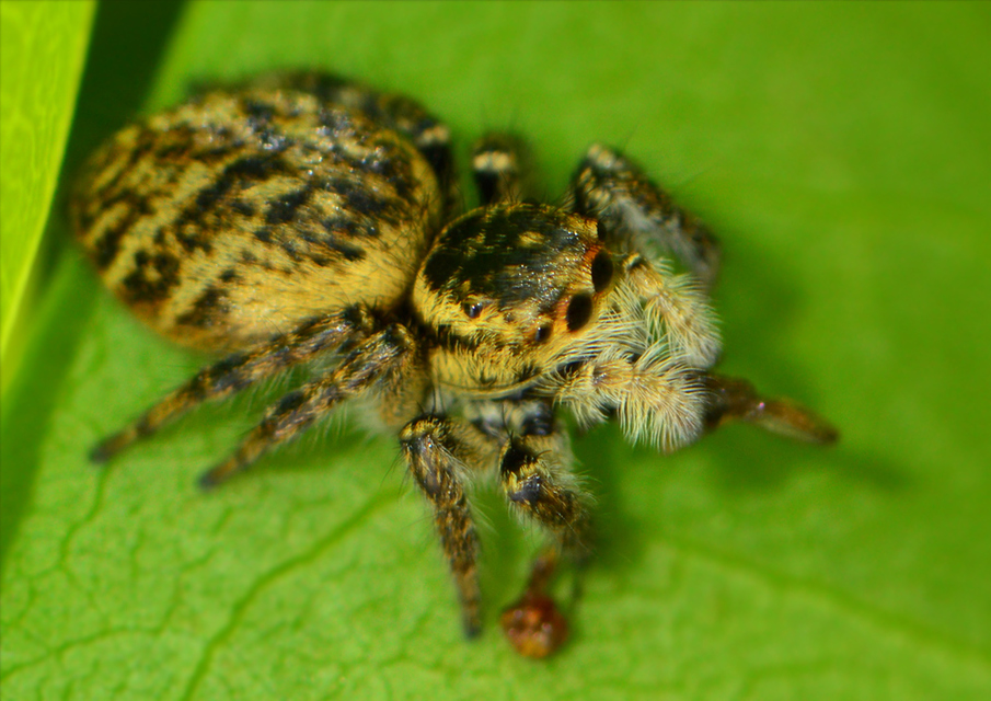 Carrhotus xanthogramma - rozsdás ugrópók