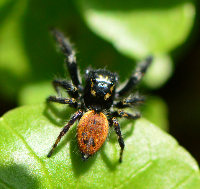 Carrhotus xanthogramma - rozsdás ugrópók