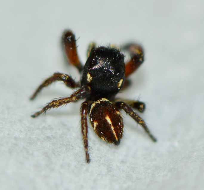 Pellenes nigrociliatus - csigás ugrópók