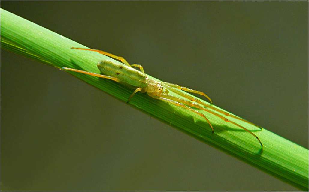 Tetragnatha