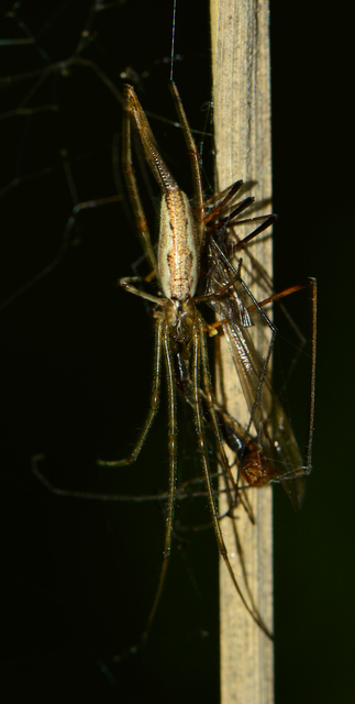 Tetragnatha