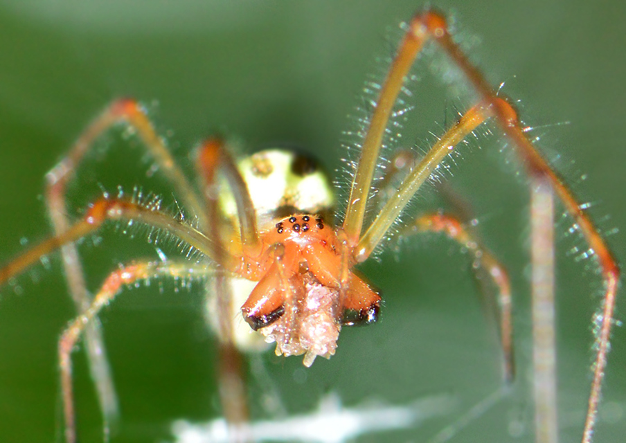 Tetragnatha
