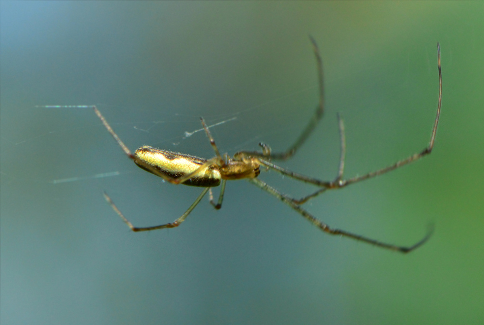 Tetragnatha