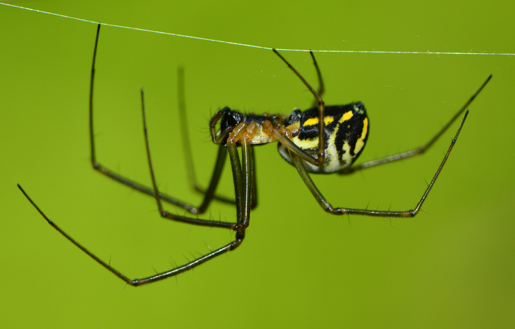Neriene radiata - szegélyes vitorláspók
