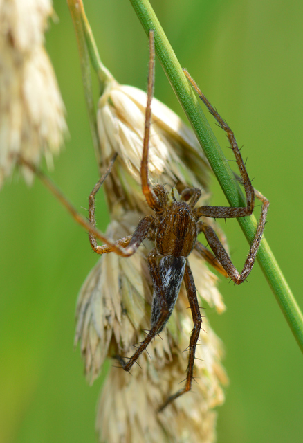 Tibellus