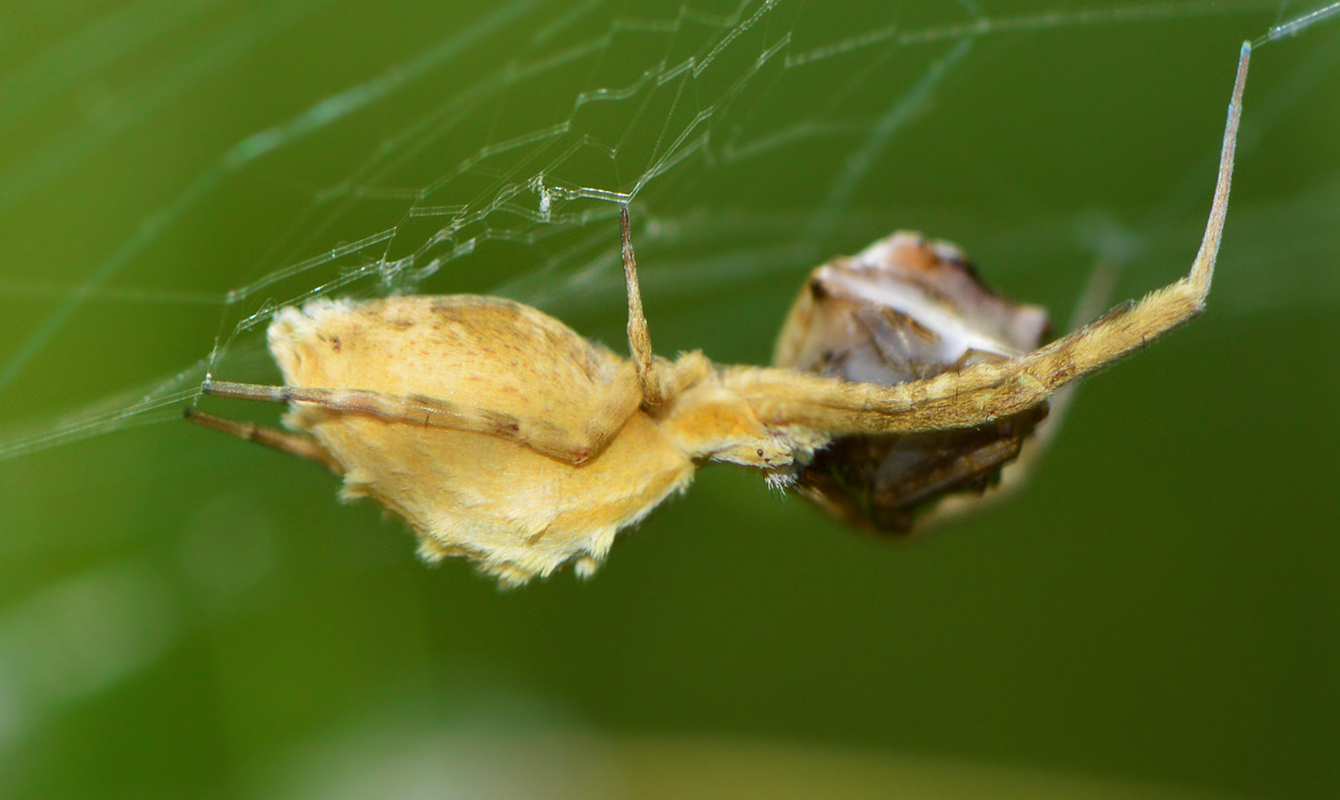 Uloborus walckenaerius - derespók