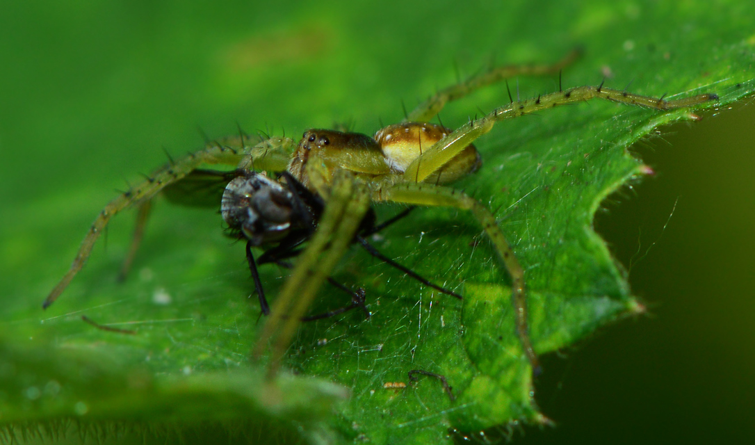 Dolomedes plantarius/fimbriatus