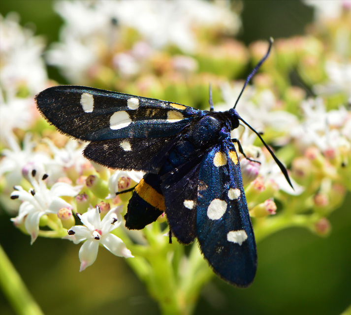 Zygaena ephialtes - változékony csüngőlepke