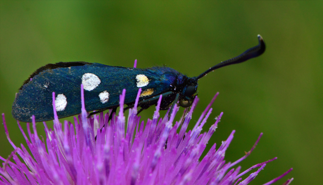 Zygaena ephialtes - változékony csüngőlepke