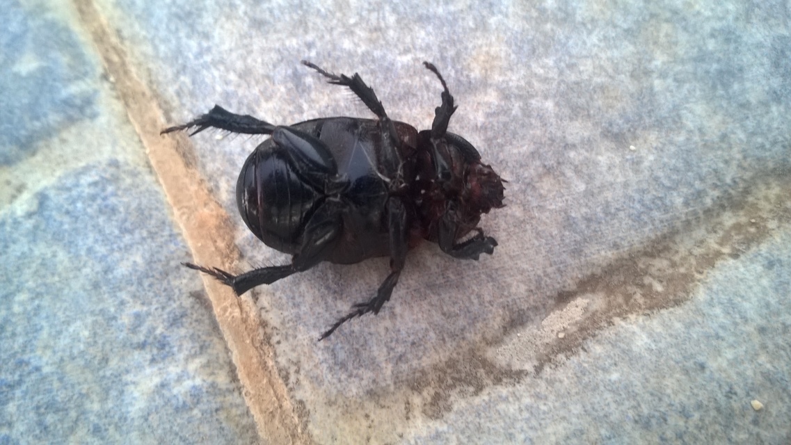 Pentodon