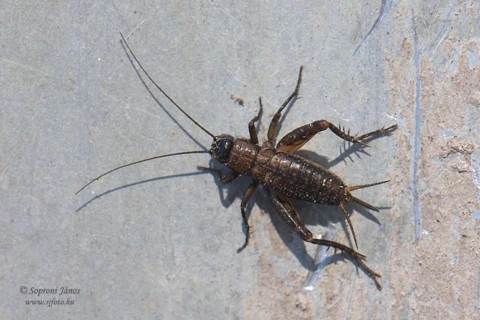 Nemobius sylvestris - erdei tücsök