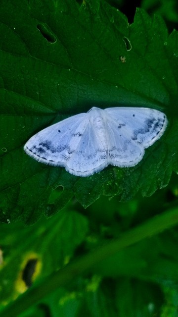 Lomographa temerata - foltos fehéraraszoló