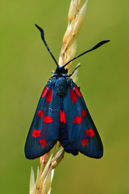 Zygaena filipendulae - acélszínű csüngőlepke