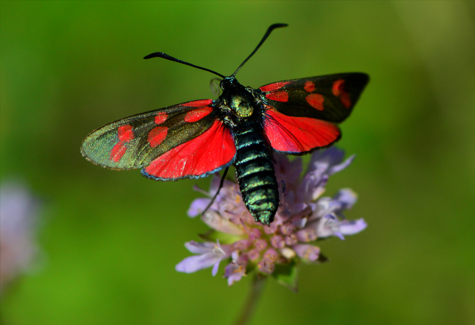 Zygaena filipendulae - acélszínű csüngőlepke