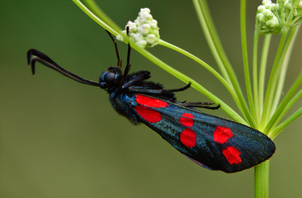 Zygaena filipendulae - acélszínű csüngőlepke