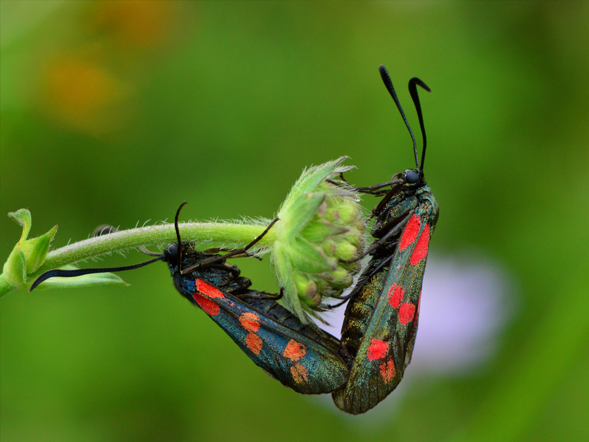 Zygaena filipendulae - acélszínű csüngőlepke