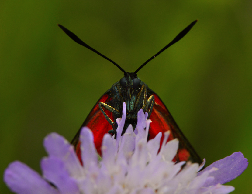 Zygaena filipendulae - acélszínű csüngőlepke