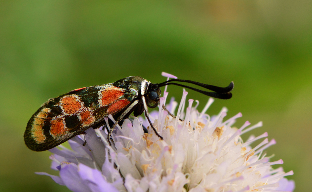 Zygaena carniolica - fehérgyűrűs csüngőlepke