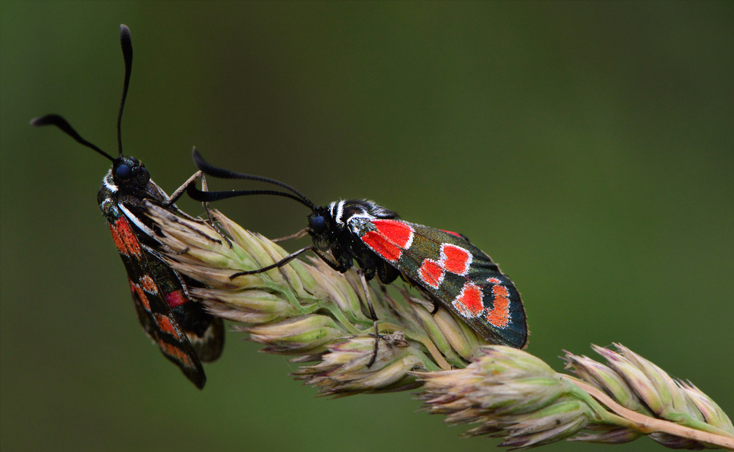 Zygaena carniolica - fehérgyűrűs csüngőlepke