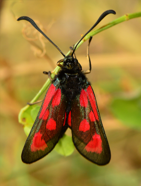 Zygaena loti - közönséges csüngőlepke