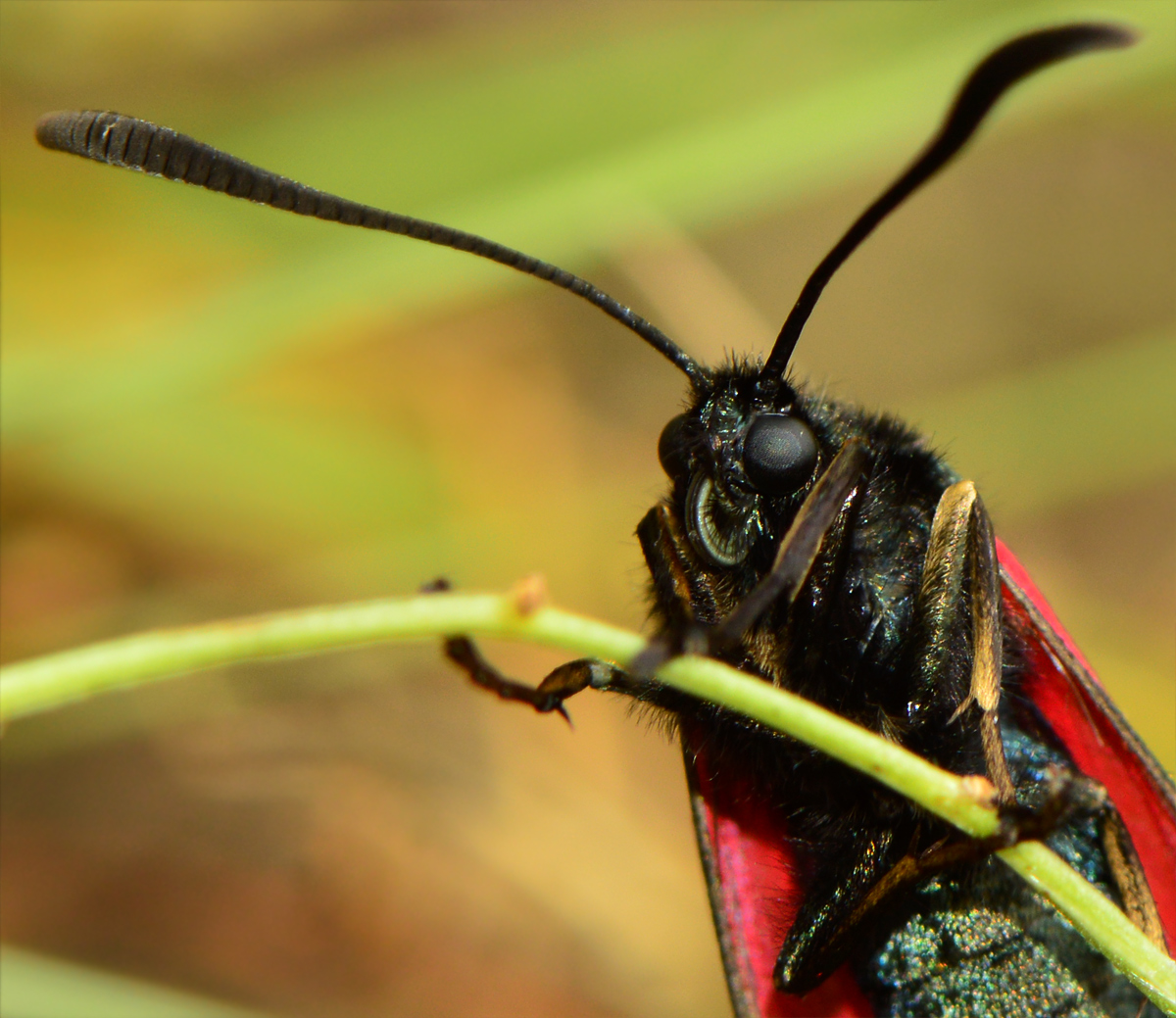Zygaena loti - közönséges csüngőlepke