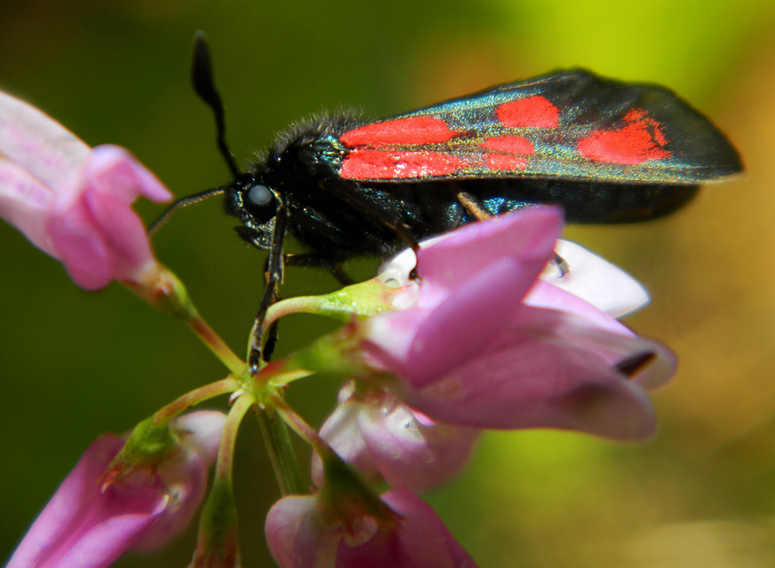 Zygaena loti - közönséges csüngőlepke