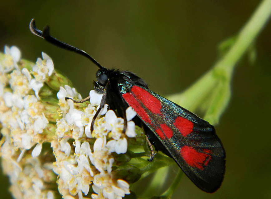 Zygaena loti - közönséges csüngőlepke