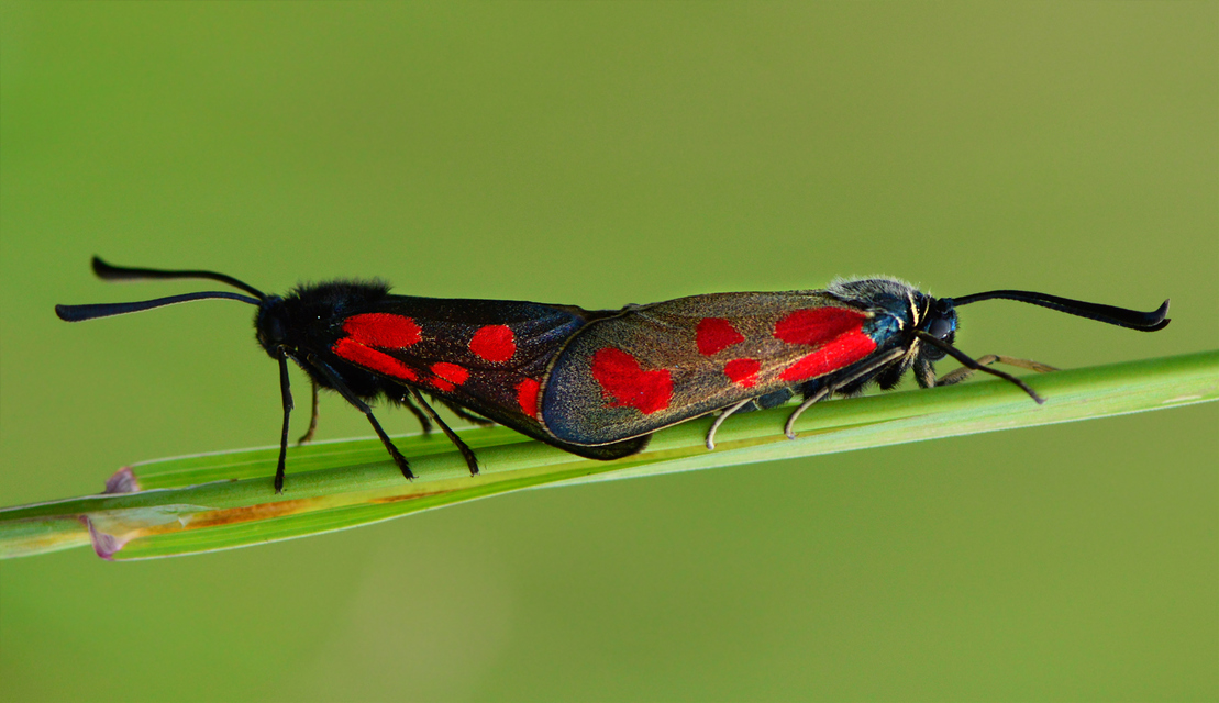 Zygaena loti - közönséges csüngőlepke