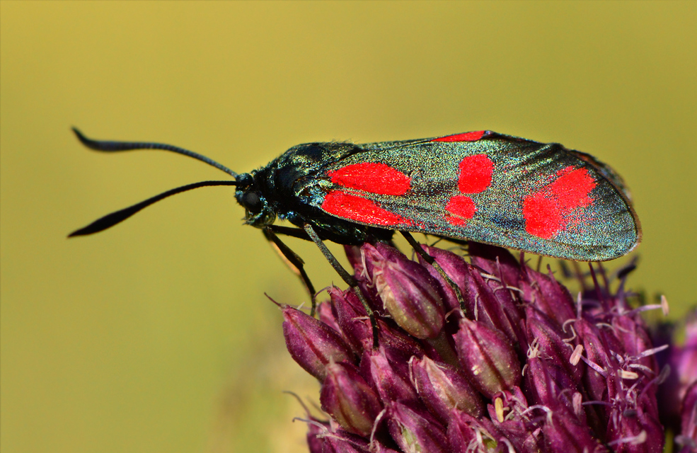 Zygaena filipendulae - acélszínű csüngőlepke