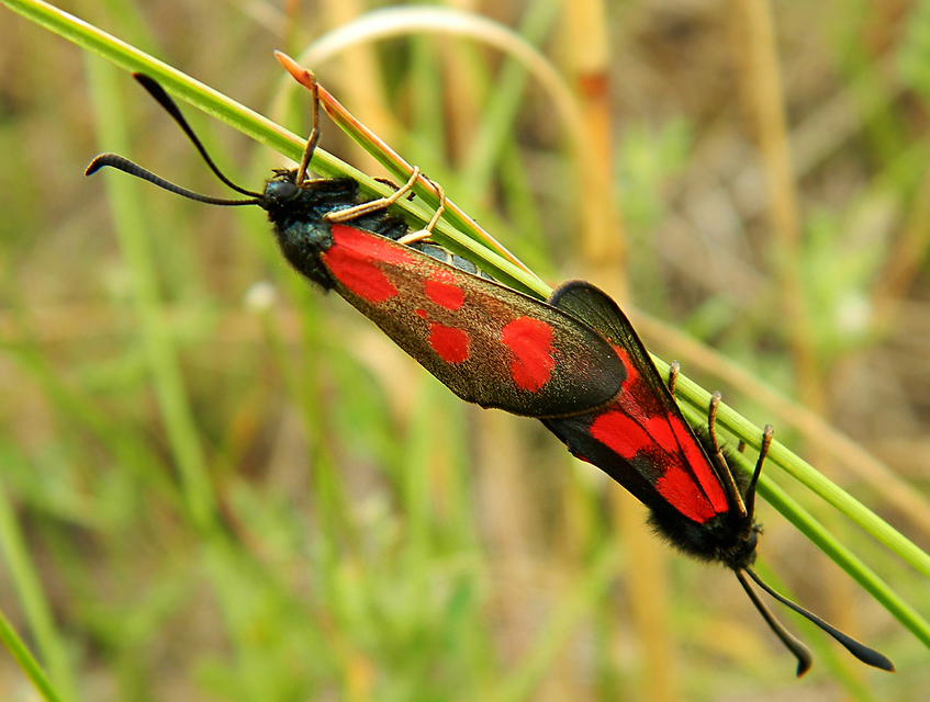 Zygaena loti - közönséges csüngőlepke