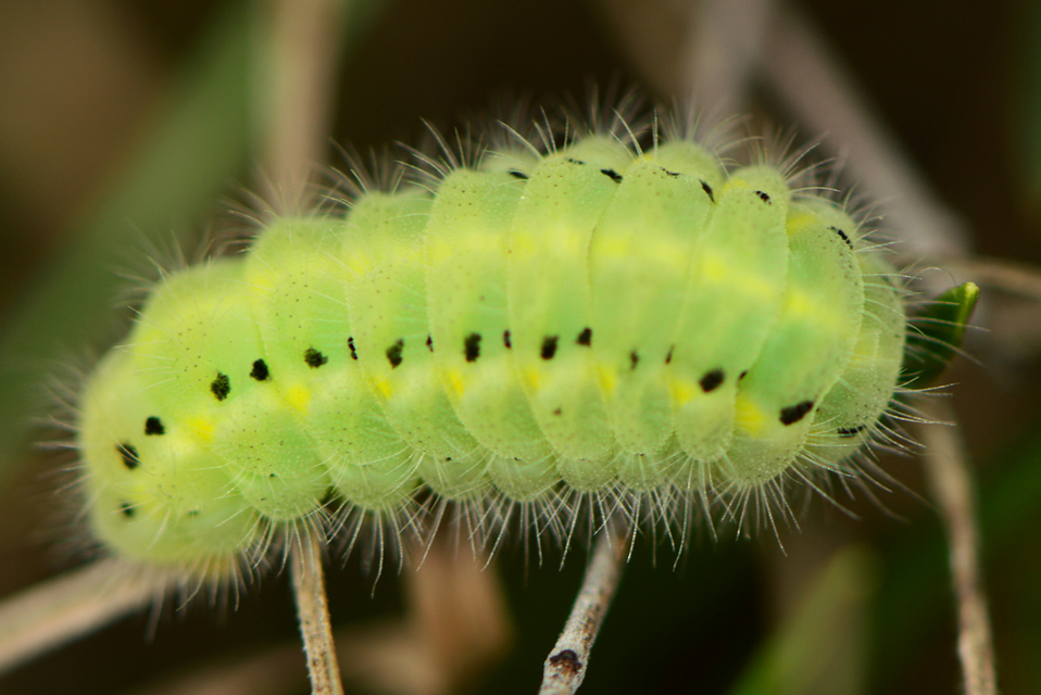 Zygaena loti - közönséges csüngőlepke