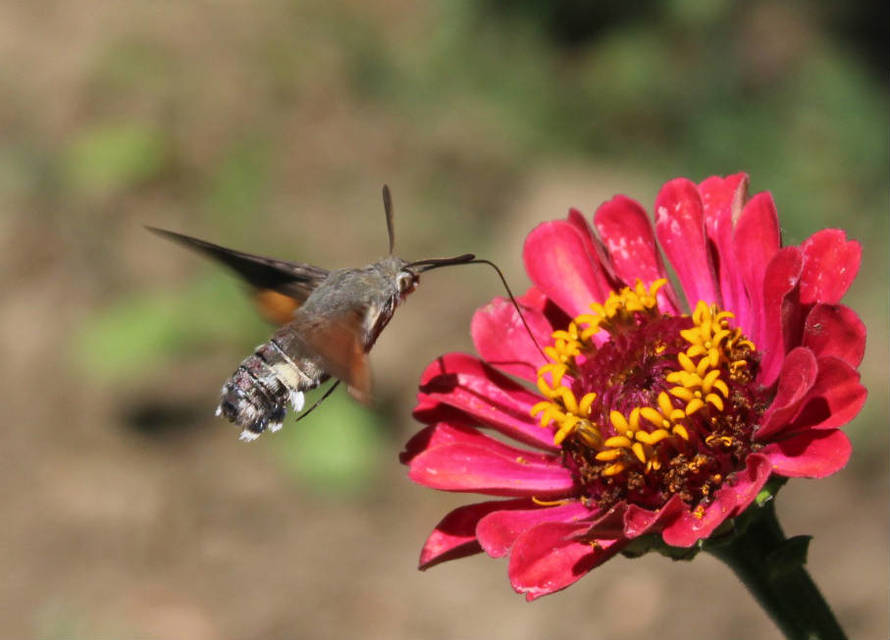 Macroglossum stellatarum - kacsafarkú szender