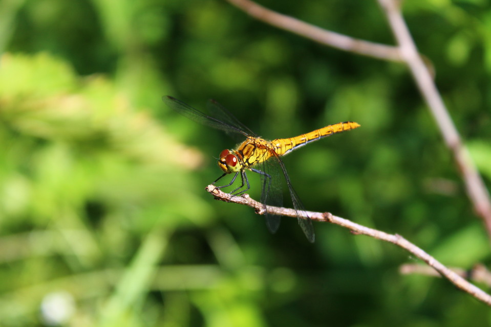 Sympetrum sanguineum - vörös katona-szitakötő