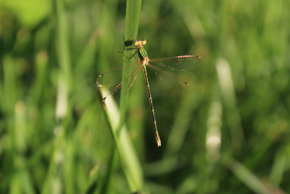 Lestes barbarus - foltosszárnyjegyű rablószitakötő