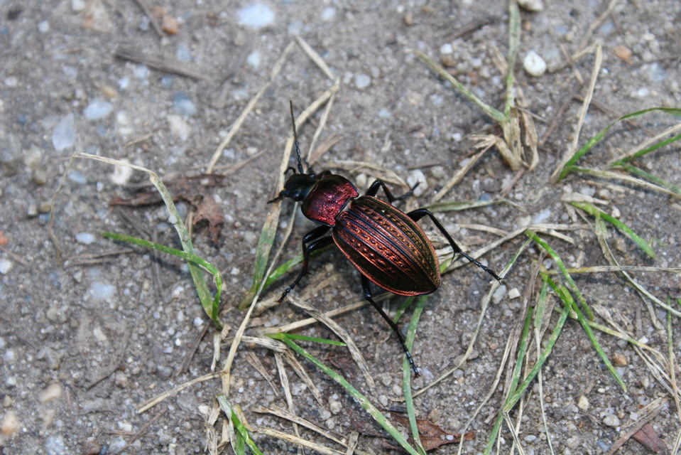 Carabus ulrichii - rezes futrinka