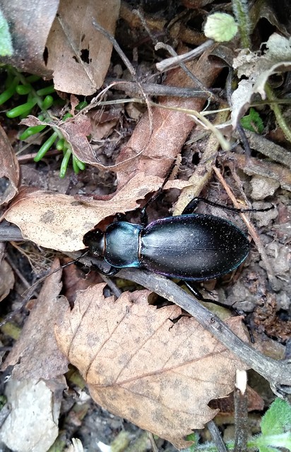 Carabus germarii exasperatus - dunántúli kékfutrinka