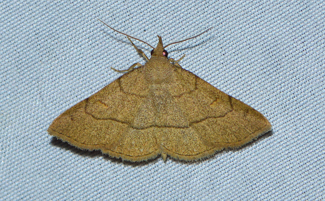 Paracolax tristalis - sárgás karcsúbagoly