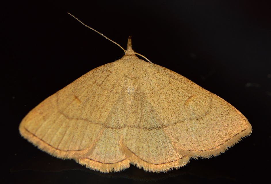 Paracolax tristalis - sárgás karcsúbagoly