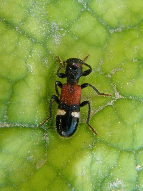 Opilo taeniatus - szalagos szúfarkas