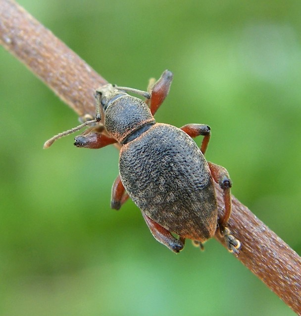 Dodecastichus