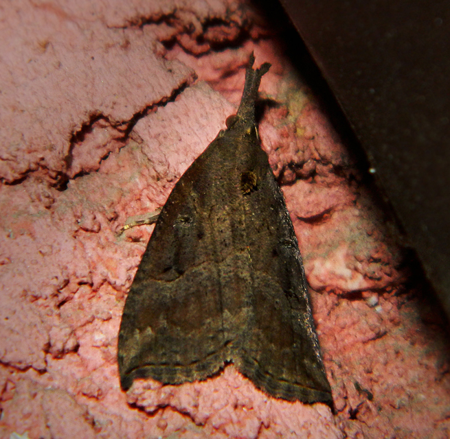 Hypena rostralis - közönséges karcsúbagoly